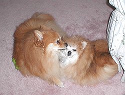 Reno grooming Pebbles