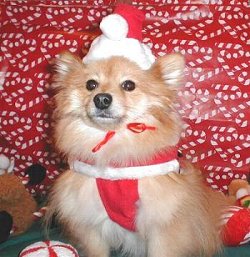 Santa Paws Reno