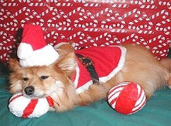 Santa Paws Reno