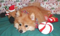 Santa Paws Reno