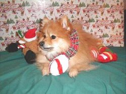 Santa Paws Reno