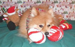 Santa Paws Reno