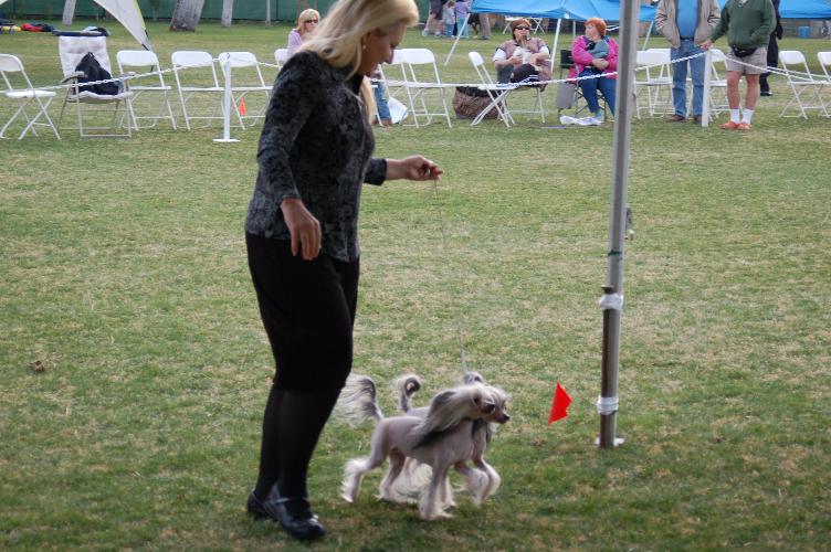 Best Brace- Tootsi, Lolli & Patti