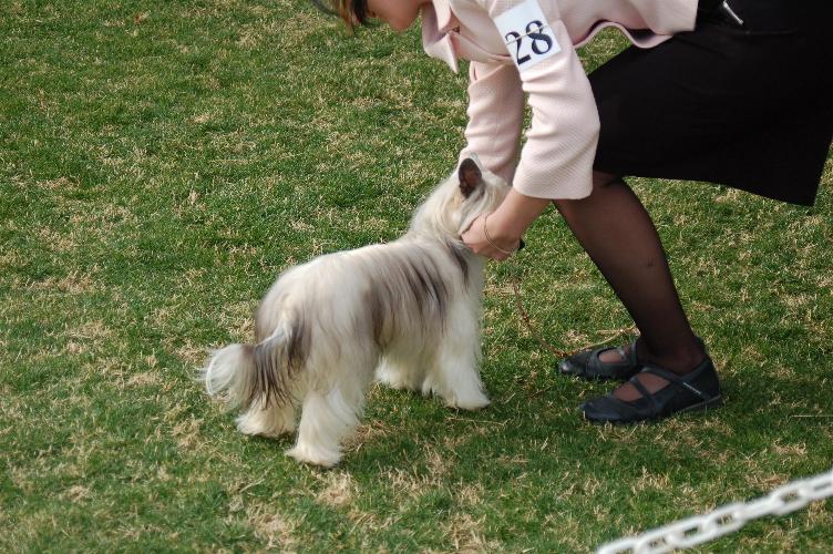 Wavecrest Tinker Toy