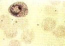 pv.jpg (2722 bytes)