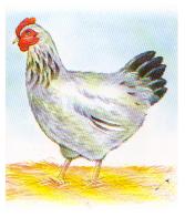 poule