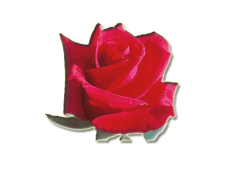 Rosa