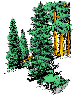 EXCELLENTS EMPLACEMENTS BOISS POUR LE CAMPING SAUVAGE