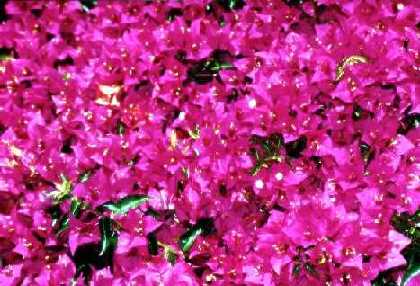 Jardin et bougainvill�es