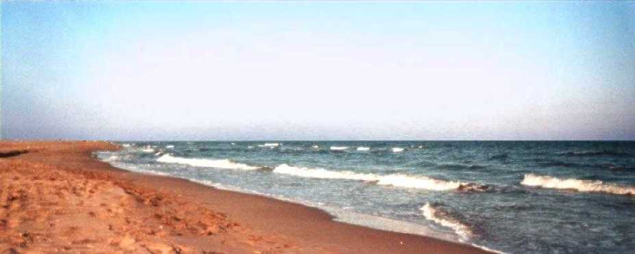 Delta de l'Ebre et jeunes h�rons