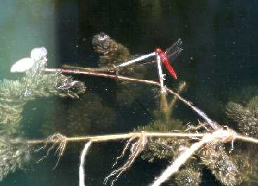 Libellule au delta de l'Ebre (ao�t 2000)