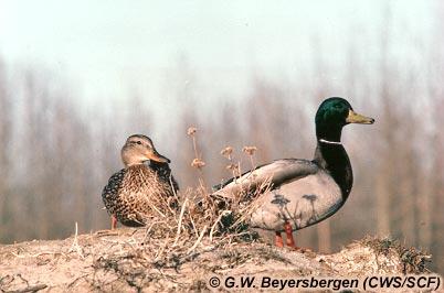 Le Canard colvert. Photographe : G.W. Beyersbergen (Service canadien de la faune)