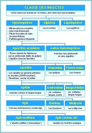 Classement des abeilles