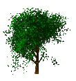 arbre7.gif (7,50 Ko)