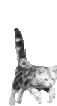 chat6.gif (5,42 Ko)