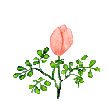 fleur24.gif (14,6 Ko)
