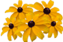 Menu fleur
