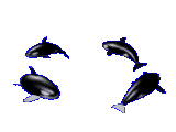pois7.gif (24,6 Ko)