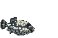 pois83.gif (15,5 Ko)