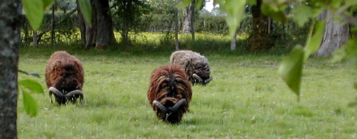 troupeau de moutons