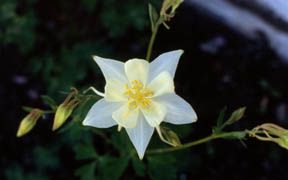 Des plantes à découvrir