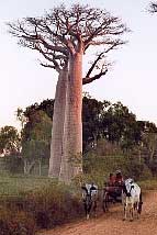 alle des baobabs - Morondava - Allee des baobabs de madagascar : photos de baobabs, photographies de morondava