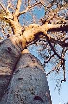 baobabs amoureux - Allee des baobabs de madagascar : photos de baobabs, photographies de morondava, peuples de Mada