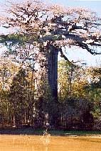 baobab sacr - Allee des baobabs de madagascar : photos de baobabs, photographies de morondava, peuples de Mada