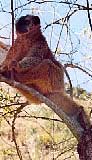 Visite du Parc de l' Isalo (Madagascar) en images : Trek, canyons, grottes, cascades a Ranohira