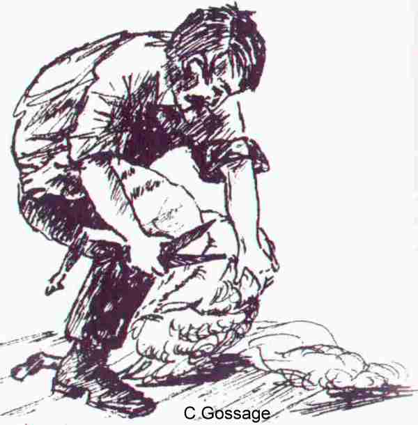 Bothwllhstryx3.jpg (26753 bytes)