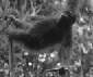 Kuching - Orang Utan