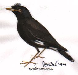 White-vented Myna