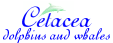 All about Whales, Dolphins & Porpoises