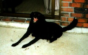 Beau -- taken about a year before she died