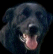 One of my best friends - Buster