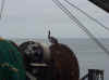 bird.JPG (88967 bytes)