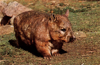 Wombat pic