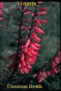 Common Heath pic VIC