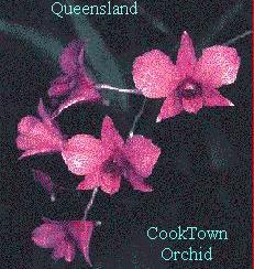 CookTown Orchid pic QLD