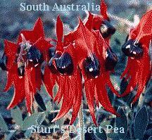Sturt's Desert Pea pic