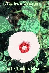 Sturt's Desert Rose pic NT