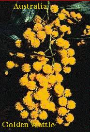 Golden Wattle pic