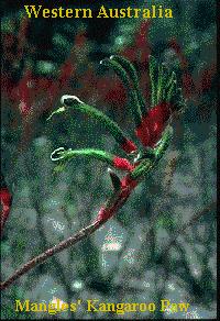 Kangaroo Paw pic WA