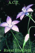 Royal Bluebell pic ACT