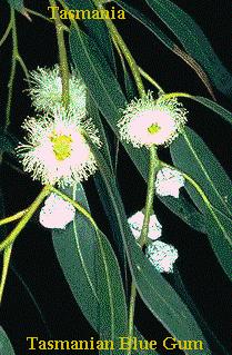Tasmanian Bluegum TAS