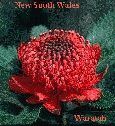 Waratah pic NSW