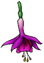 Fuchsia