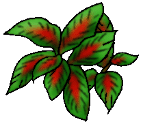 Colorful shrub