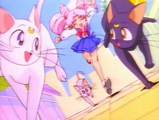 Cats!