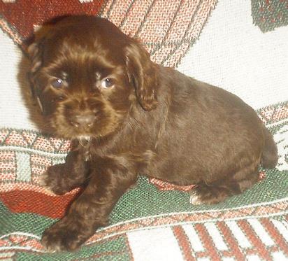 Chocolate Female